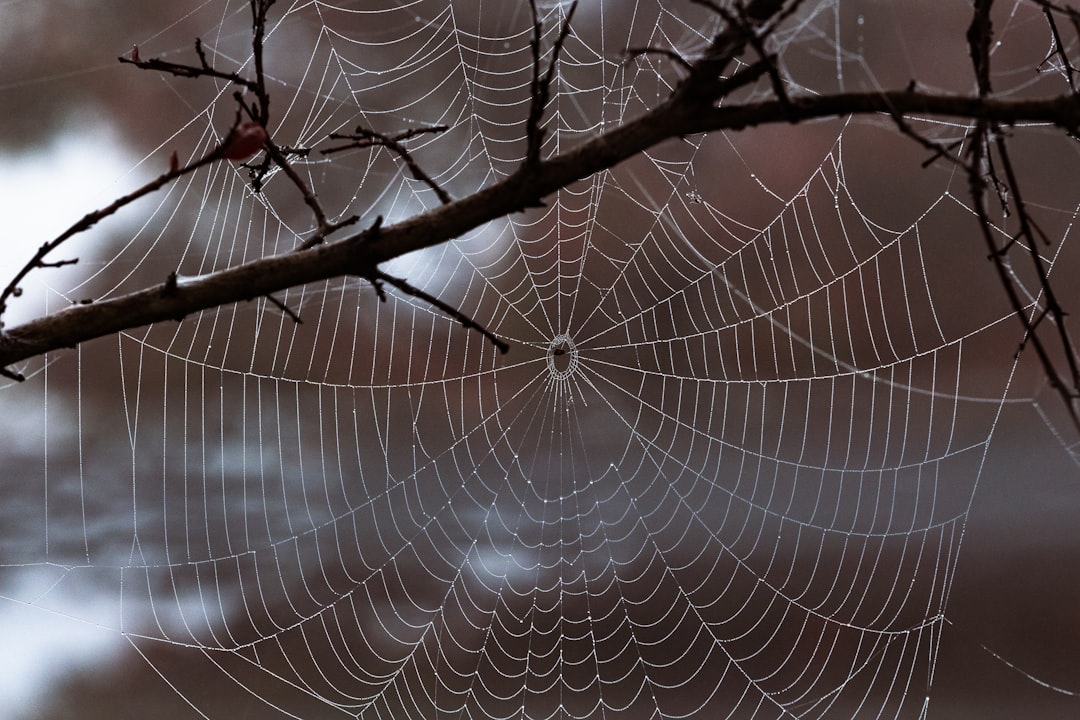 The Spider Dream: Unraveling Webs of Fear, Creativity, and Transformation