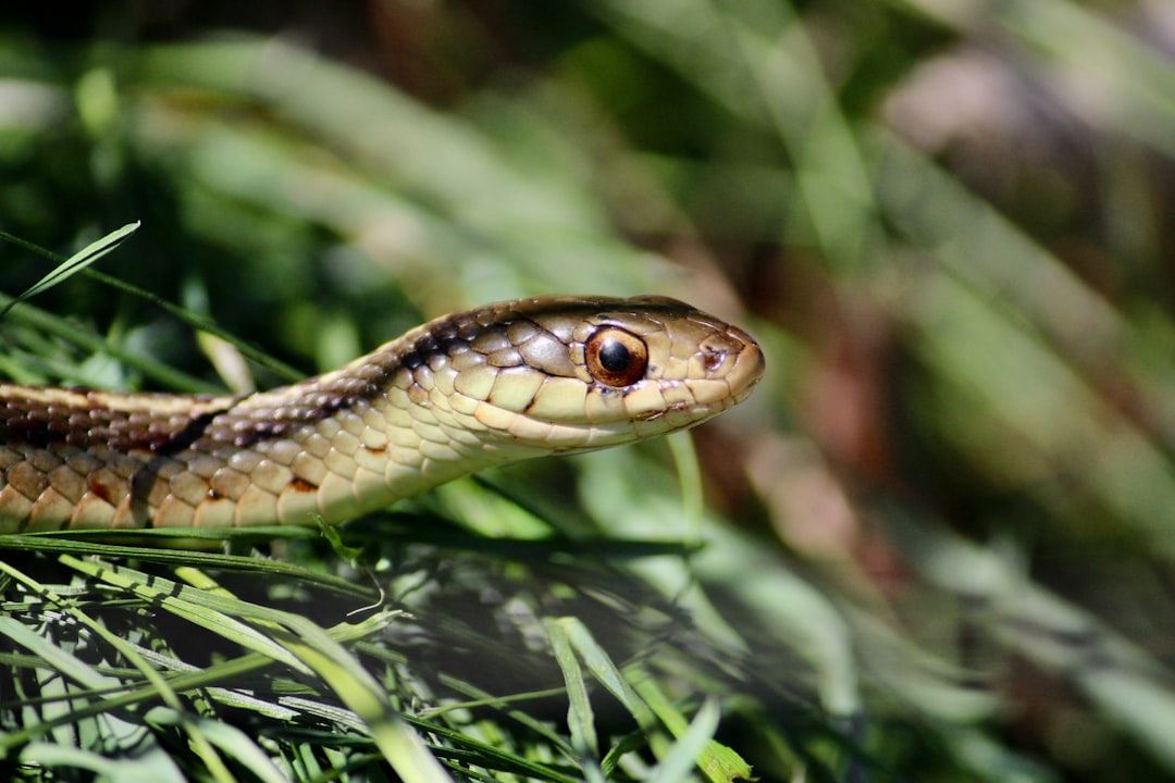 Dreaming of Snakes: Unraveling the Serpent’s Secrets