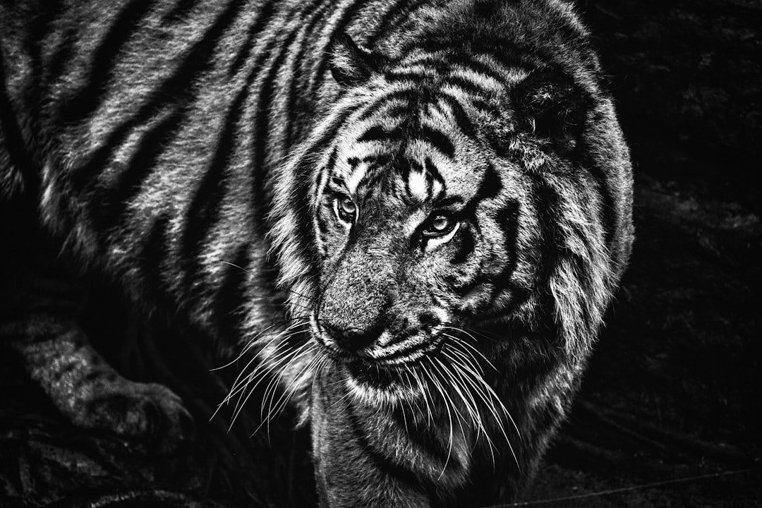The Tiger’s Roar: Decoding Your Dream of This Powerful Beast
