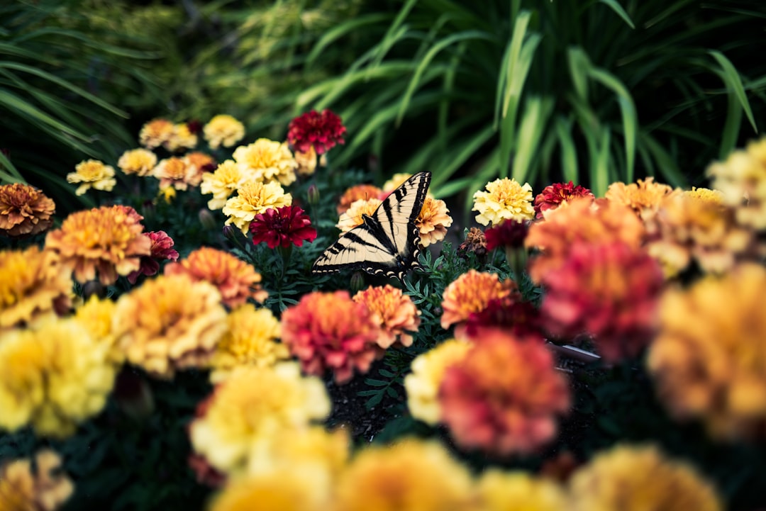 The Butterfly Dream: Transformation, Freedom, and Your Soul’s Journey