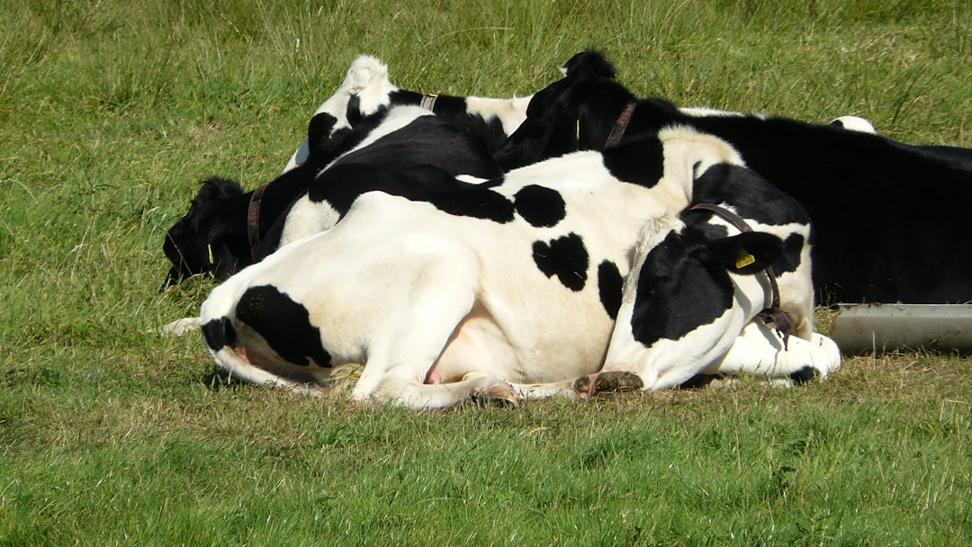 The Profound Symbolism of Cows in Dreams: A Deep Dive into Meaning, Psychology, and Spirituality