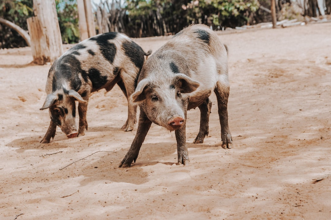 Two spotted pigs foraging in dry dirt
