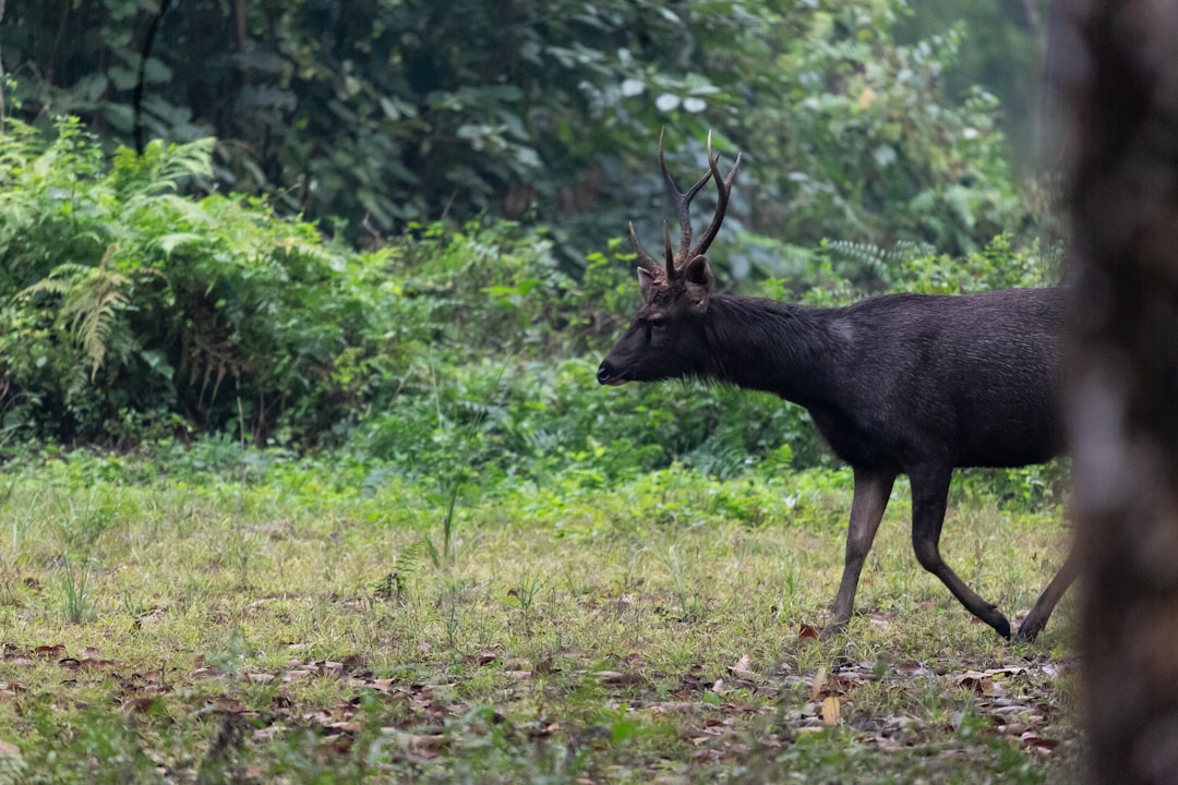 The Gentle Oracle: Decoding the Profound Meanings of Deer Dreams