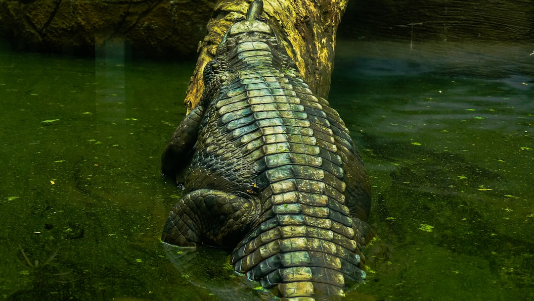 A crocodile rests partially submerged in murky water.