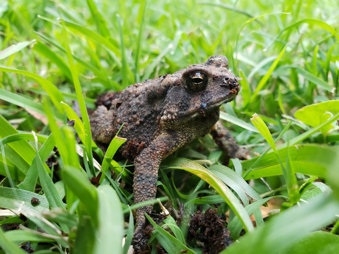 A brown toad sits camouflaged in green grass.