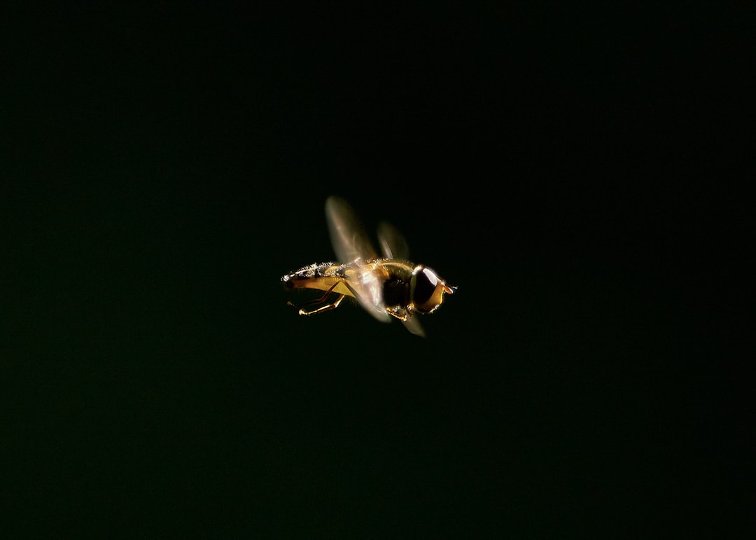 brown winged insect in macro shot