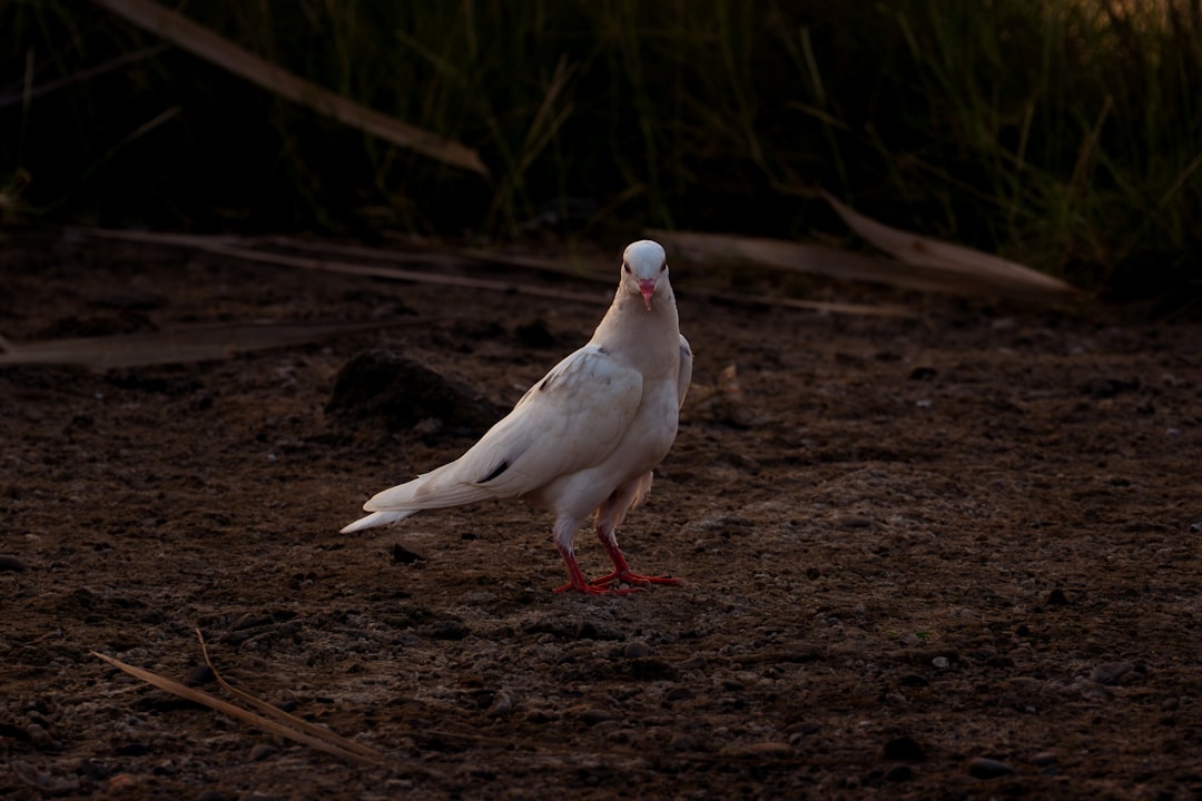 A white pigeon stands on the dirt ground.