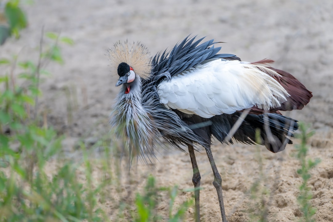 A grey crowned crane with its feathers ruffled