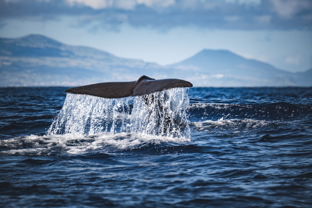 Whale tail splashing water as it dives