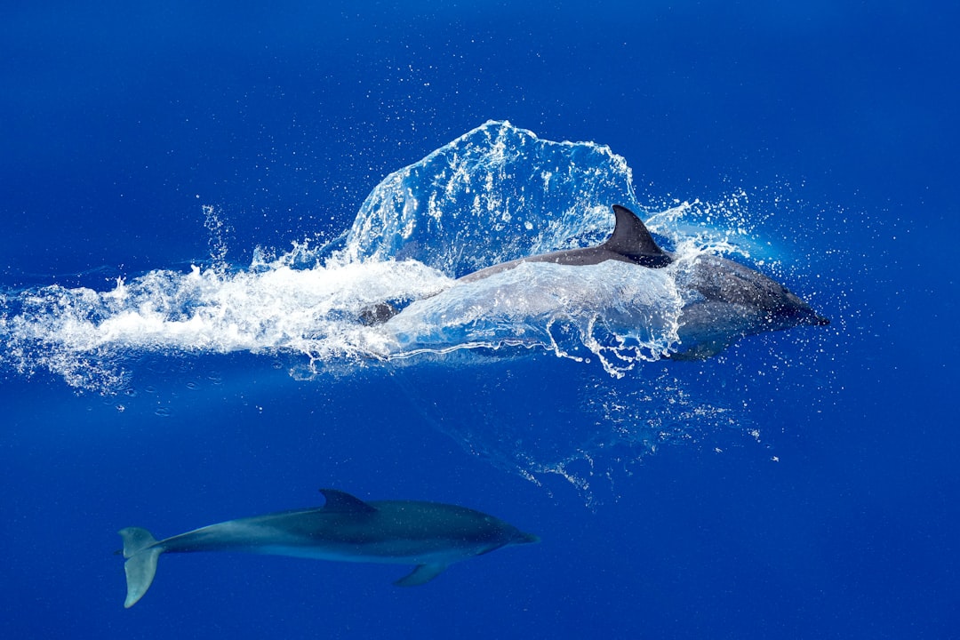 Dolphins leaping and swimming in blue ocean water.