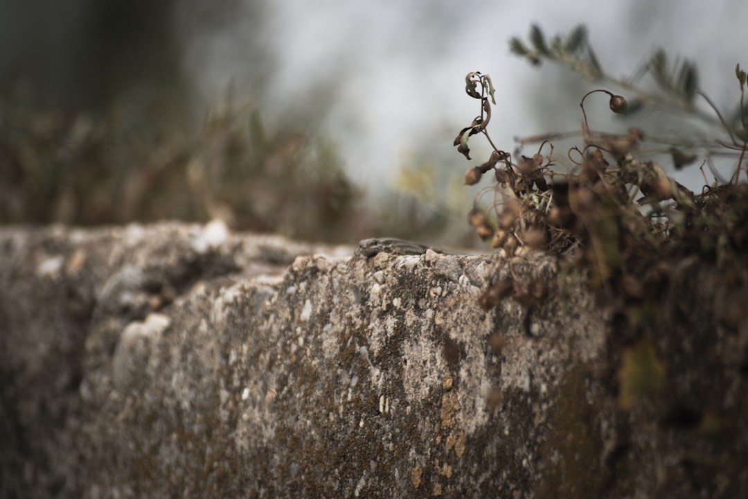 a close-up of a bug on a rock