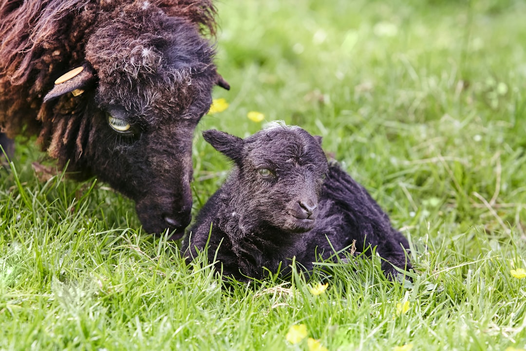A mother sheep nuzzles her newborn lamb in green grass.