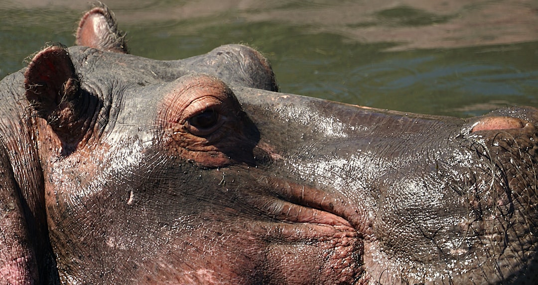 A close-up of a hippopotamus emerging from water