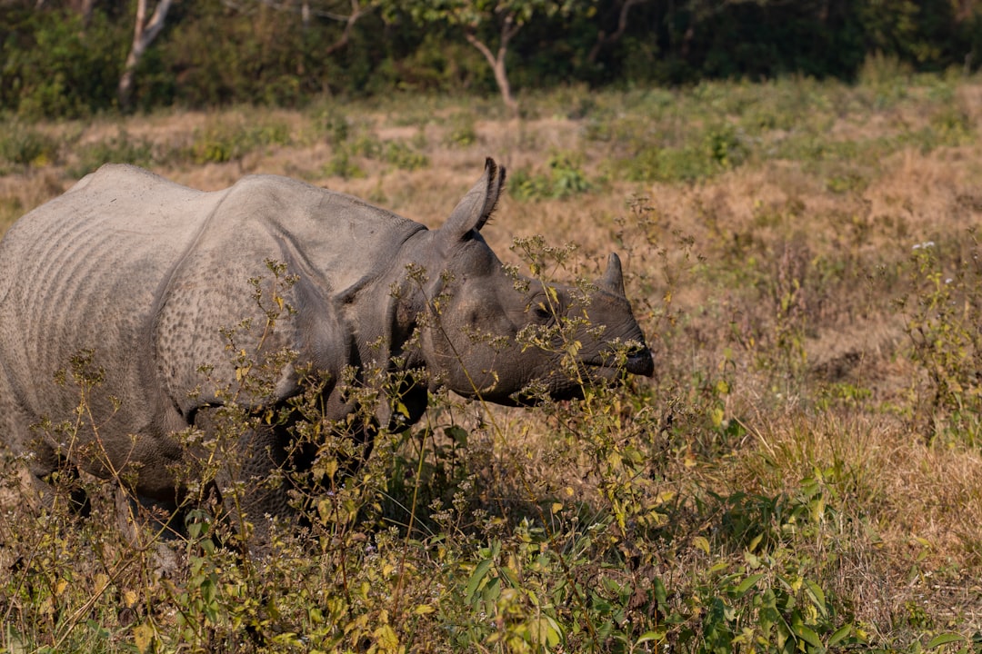 A rhinoceros walks through dry grass and brush.
