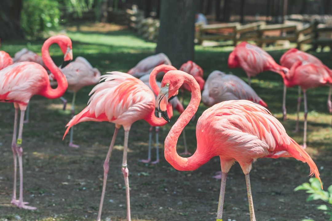 pink flamingos on green grass during daytime