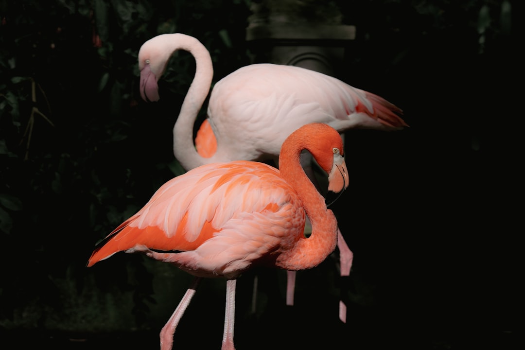 Dreaming of Flamingos: A Splash of Color from Your Unconscious