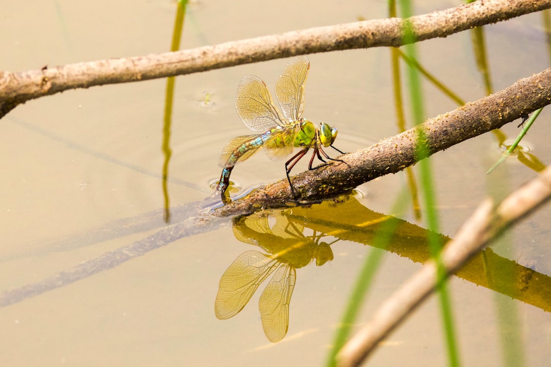 a dragonfly on a leaf