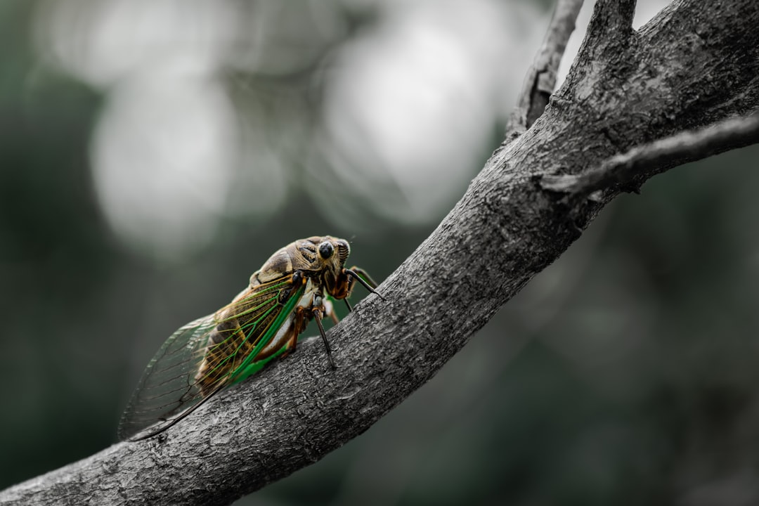 a couple of insects on a branch