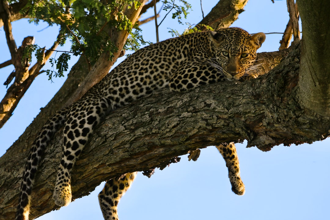 The Whispering Stripes: Unveiling the Leopard’s Dream Meanings