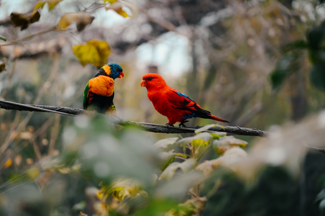 Two colorful birds perched on a wire