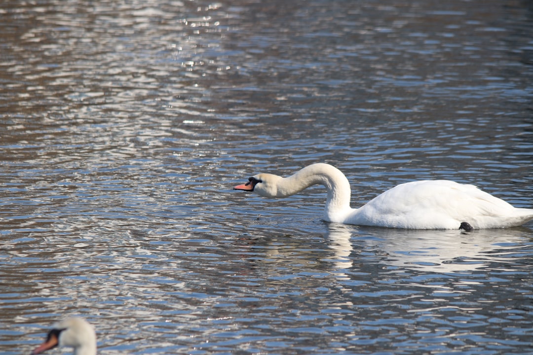 A white swan swims on a rippling body of water.