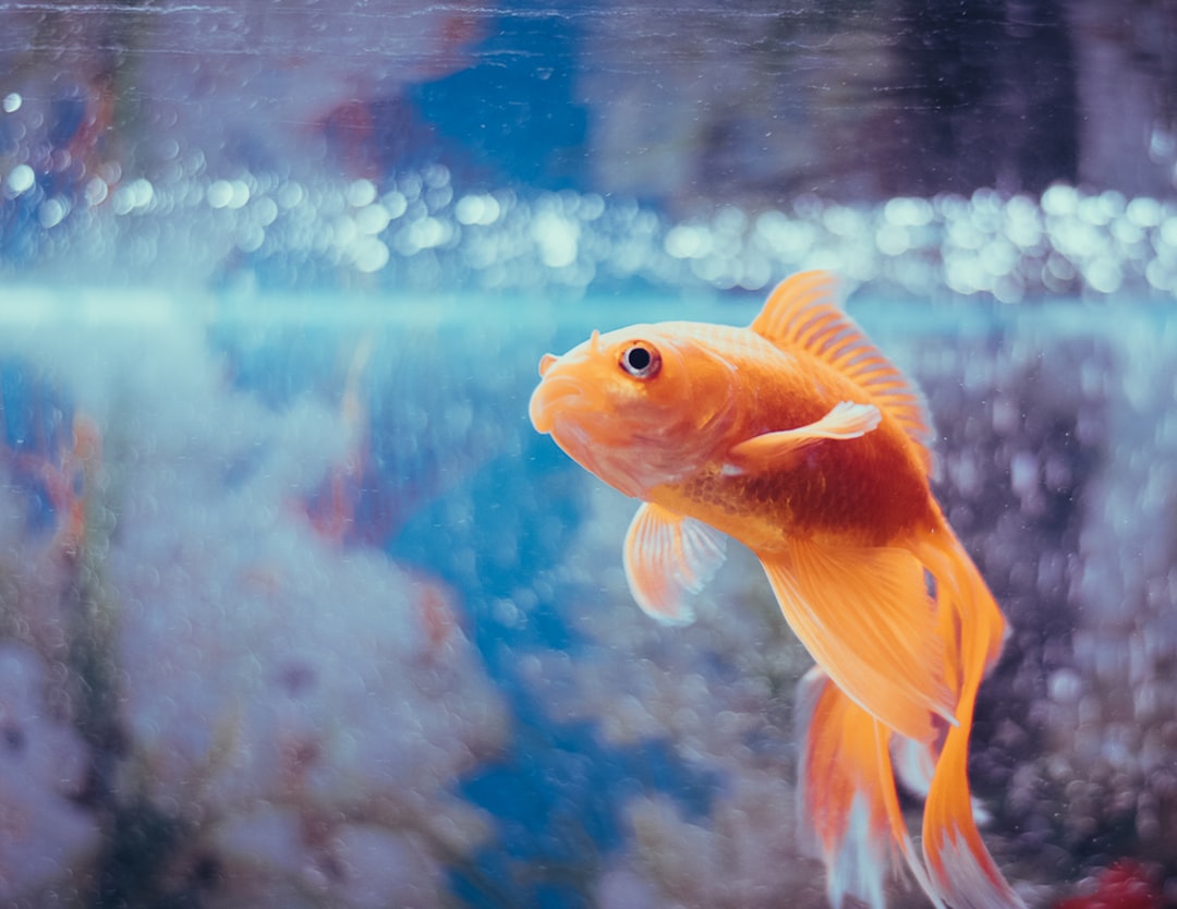 The Glistening Depths: Unpacking the Meaning of Goldfish Dreams