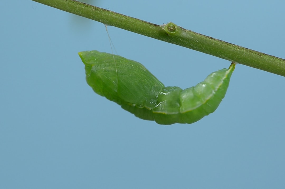 The Humble Caterpillar: Unveiling Your Inner Transformation
