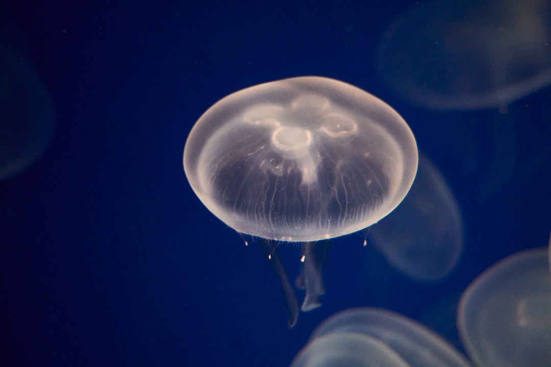 Jellyfish Dreams: Navigating Emotional Tides and Unconscious Currents