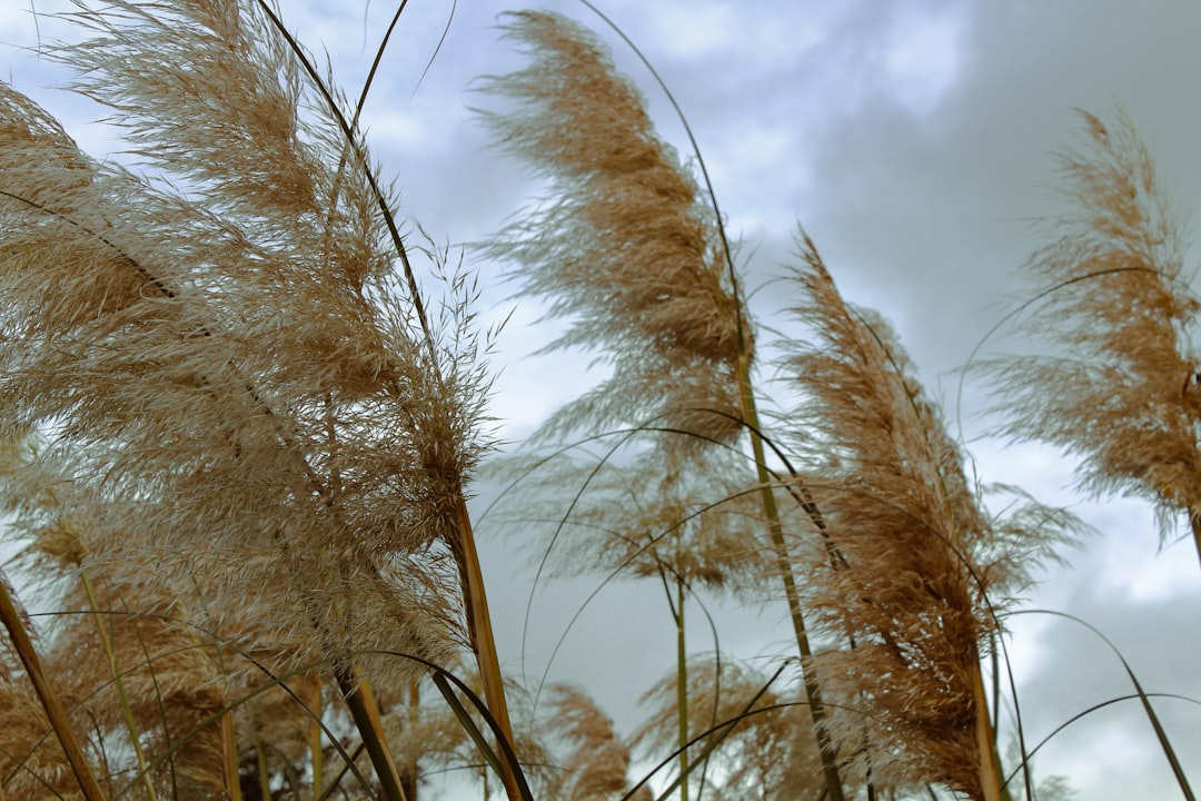 Tall pampas grass blowing in the wind