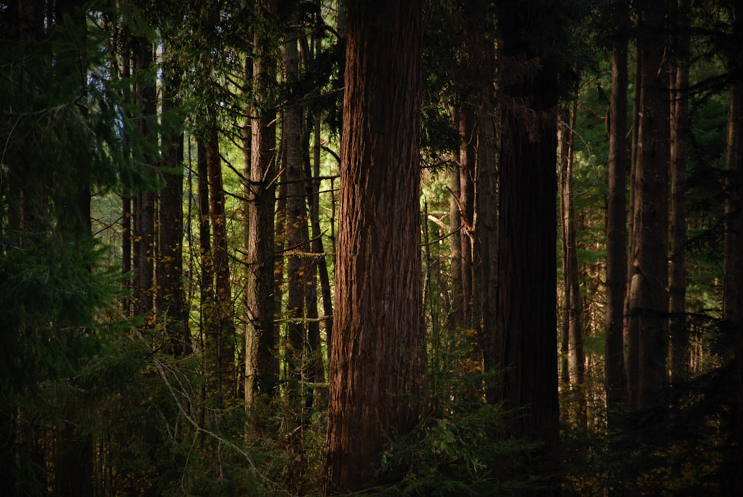 Dreaming of Forests: Unveiling the Depths of Your Psyche and Soul