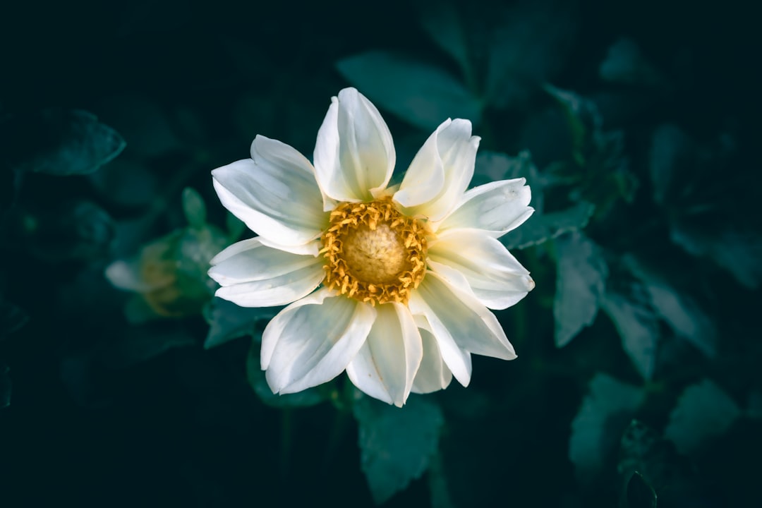 A white dahlia flower with a yellow center.