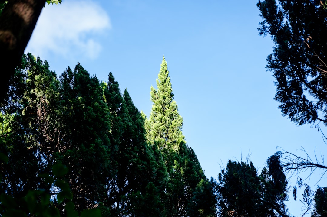 Tall green cypress tree against a bright blue sky.