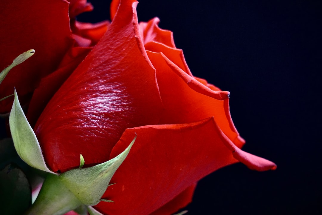 Dreaming of Roses: Unlocking Love, Passion, and Hidden Truths