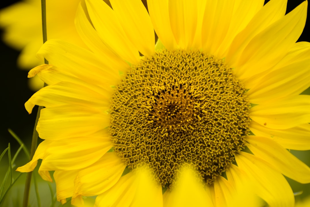 The Radiant Sunflower: Unlocking Dreams of Growth, Joy, and Unwavering Optimism
