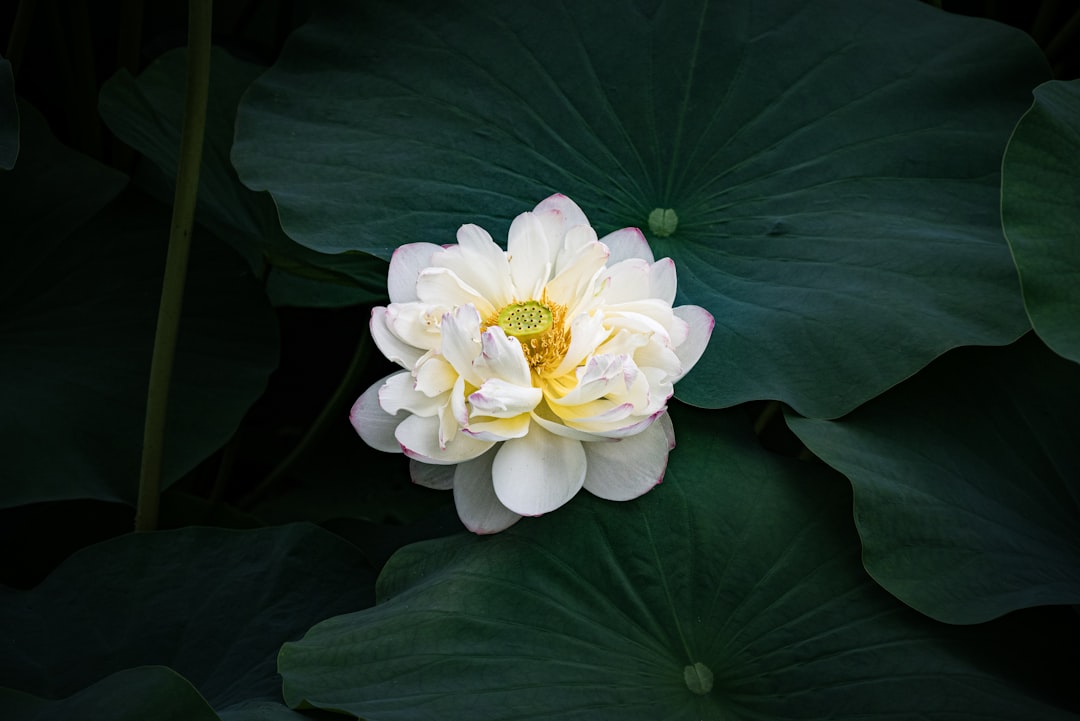The Dream of the Lotus: Unveiling Purity, Transformation, and Spiritual Awakening