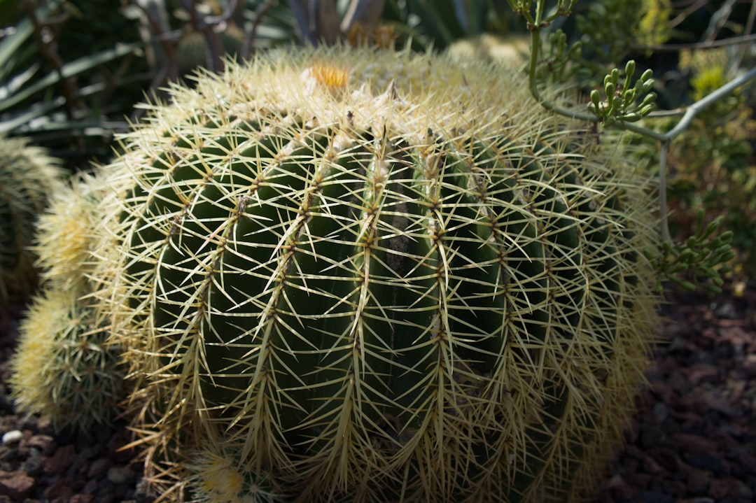 Cactus Dreams: Unearthing Resilience, Defenses, and Hidden Growth
