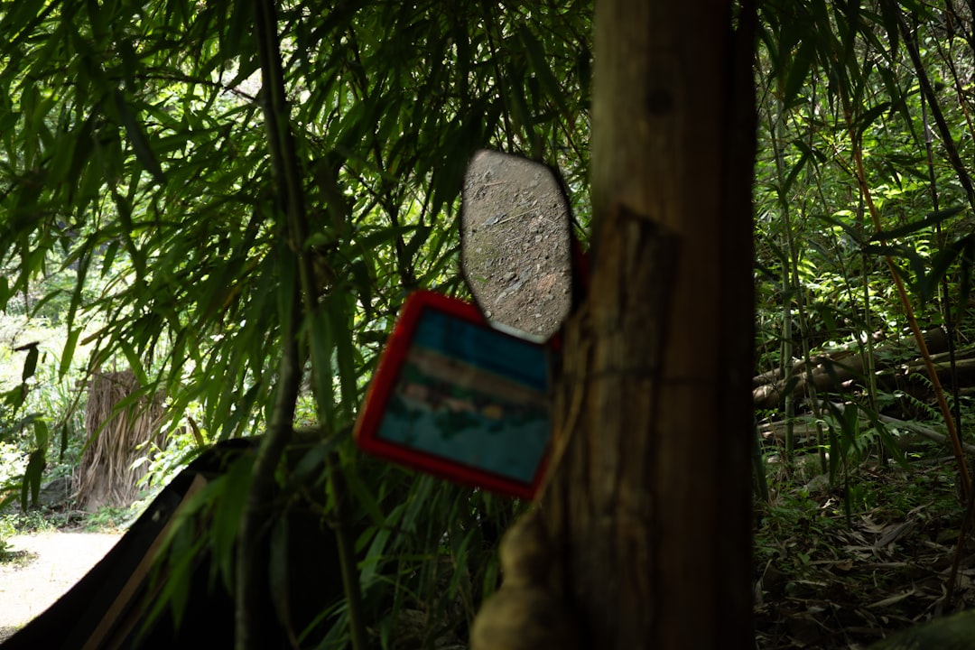 A framed picture hangs on a tree in a forest.