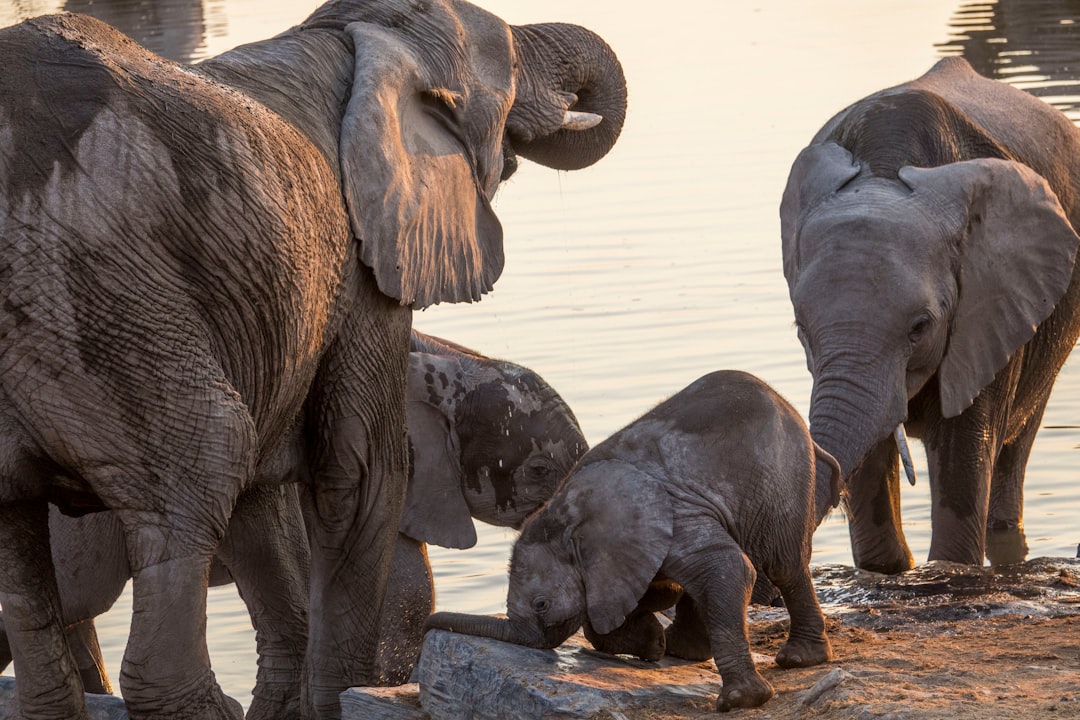 A herd of elephants drinking water at sunset