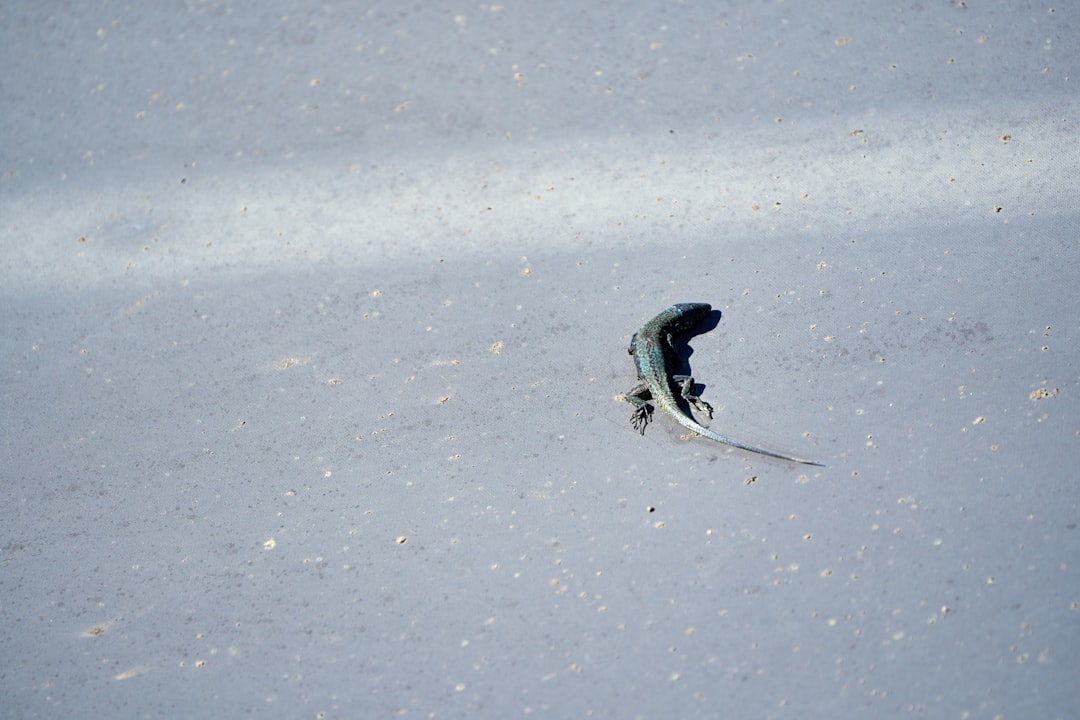 The Dream of Skin: Shedding the Old, Revealing the True Self