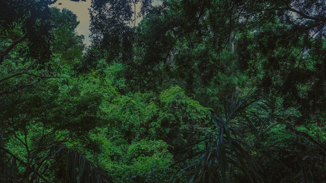 Dreaming of the Jungle: Unearthing Your Wildest Desires and Hidden Fears