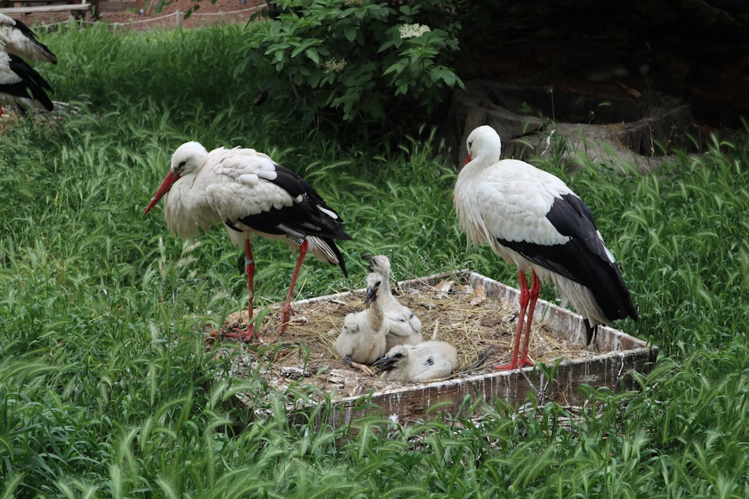 The Majestic Stork: Decoding Your Dreams of New Beginnings and Profound Change