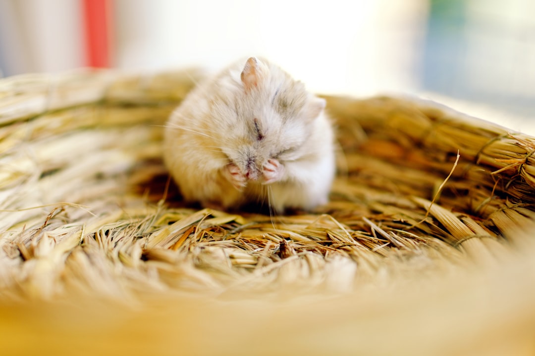 The Whirring Wheel of Life: Unpacking Your Hamster Dreams