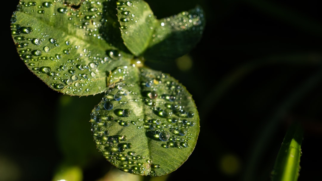 Dreaming of Morning Dew: A Divine Blessing or Fleeting Hope?
