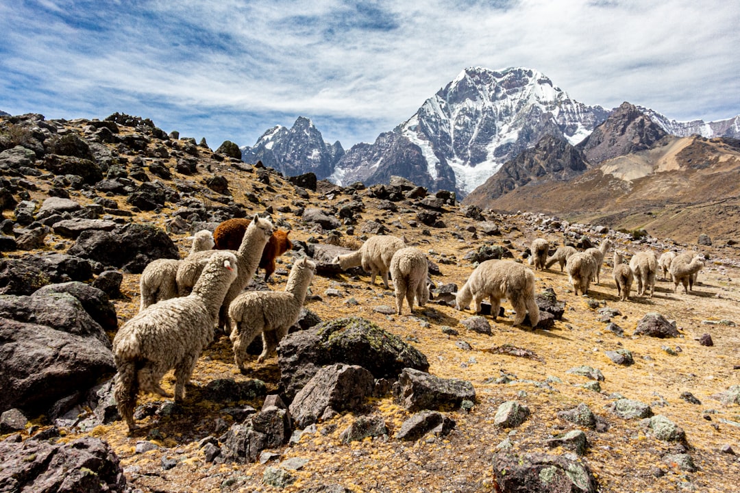 Dreaming of Llamas: Unpacking Wisdom, Endurance, and Unexpected Journeys