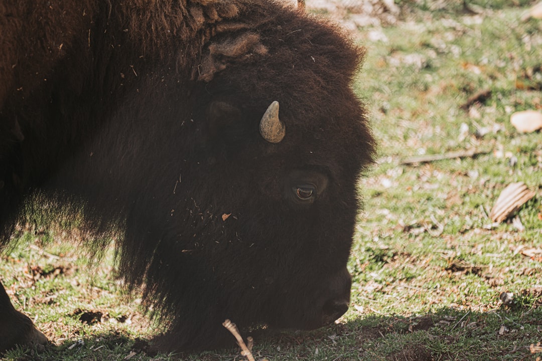 The Bison Dream: Unearthing Your Primal Power and Inner Strength