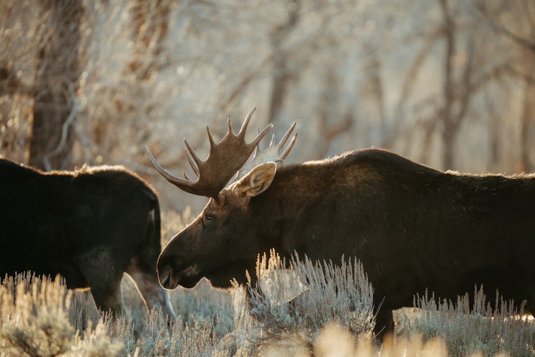 The Majestic Moose: Decoding Your Dreams of Strength, Guidance, and the Untamed Wild