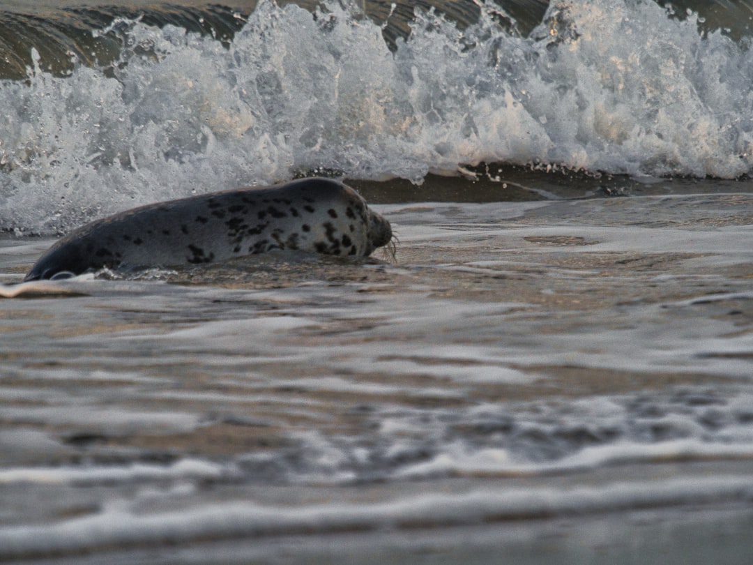 Dreaming of Seals: Unlocking Hidden Emotions and Navigating Your Inner Ocean