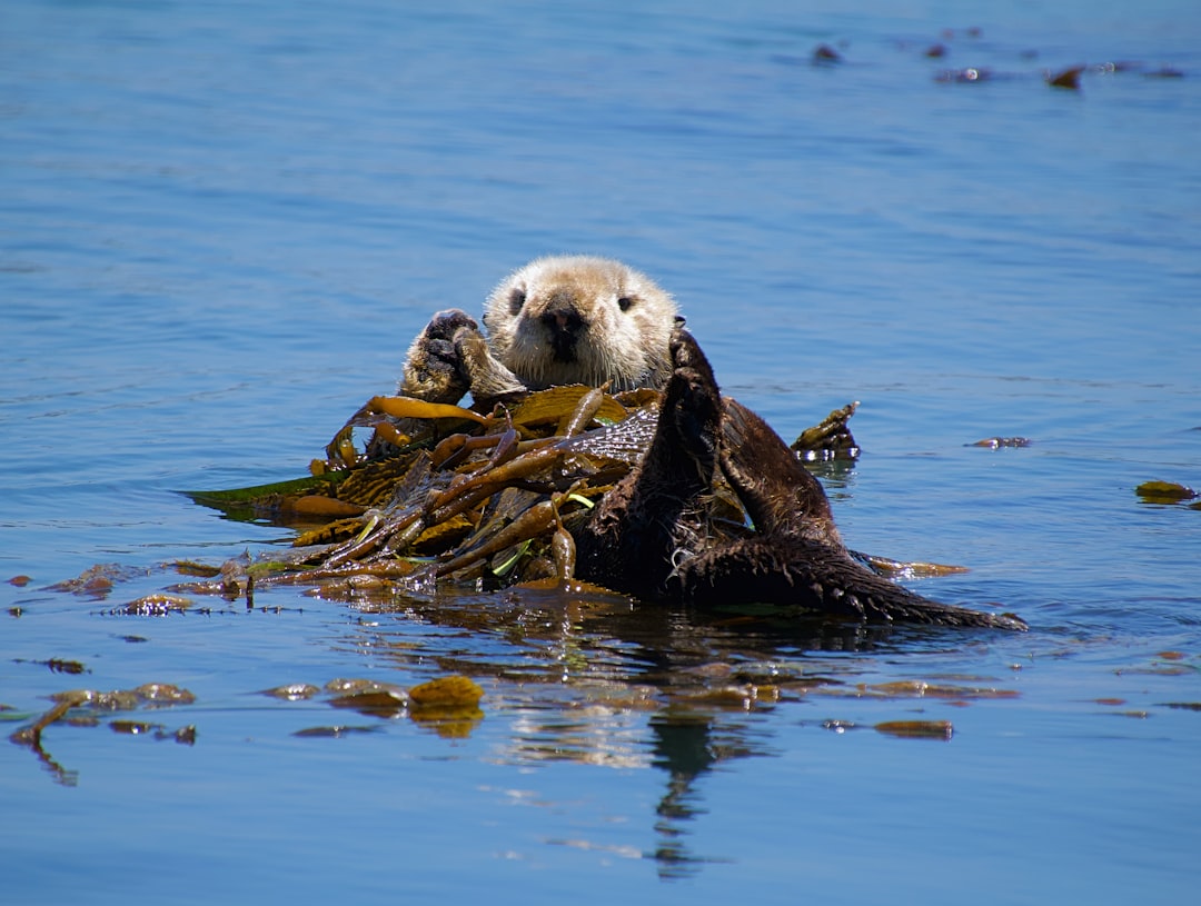 The Playful Otter: Unveiling Joy, Connection, and Your Inner Child