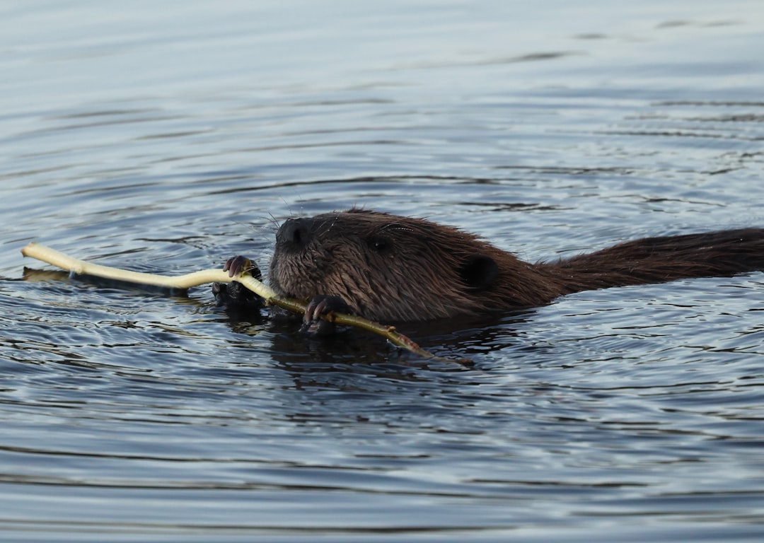 The Industrious Beaver: Unveiling Your Dreams of Creation, Hard Work, and Inner Dams