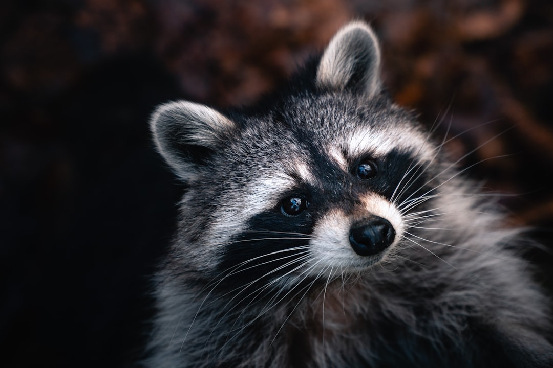Raccoon Dreams: Unveiling Hidden Meanings and Inner Wisdom